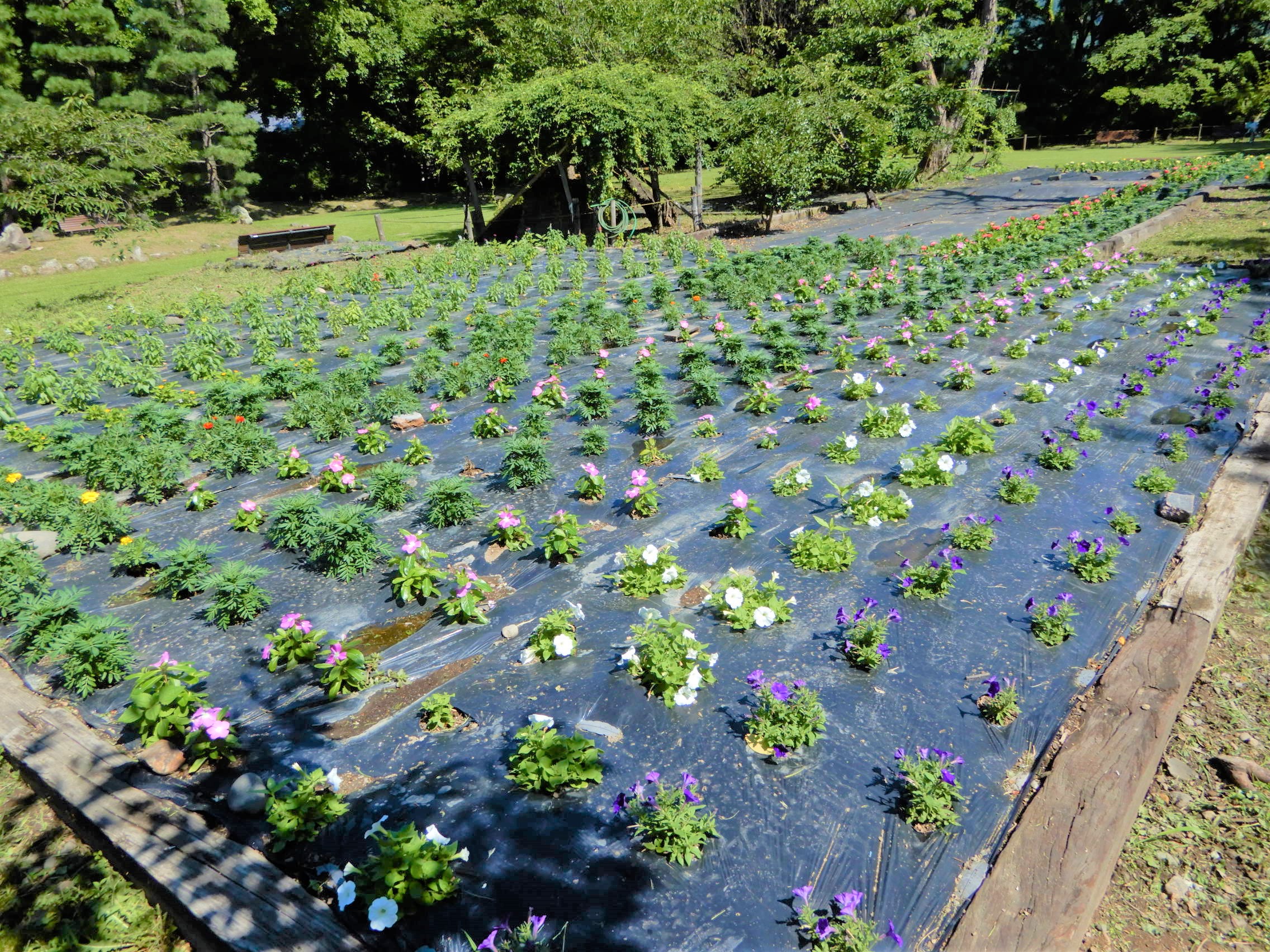 開花状況