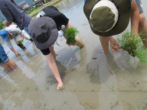 目印に苗を植える様子