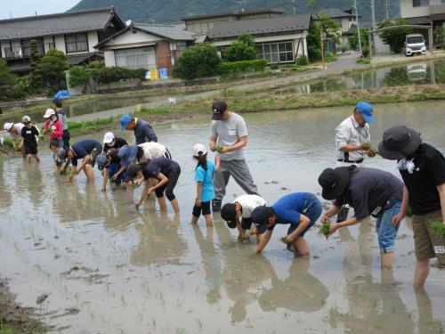 全員で田植えをしている様子