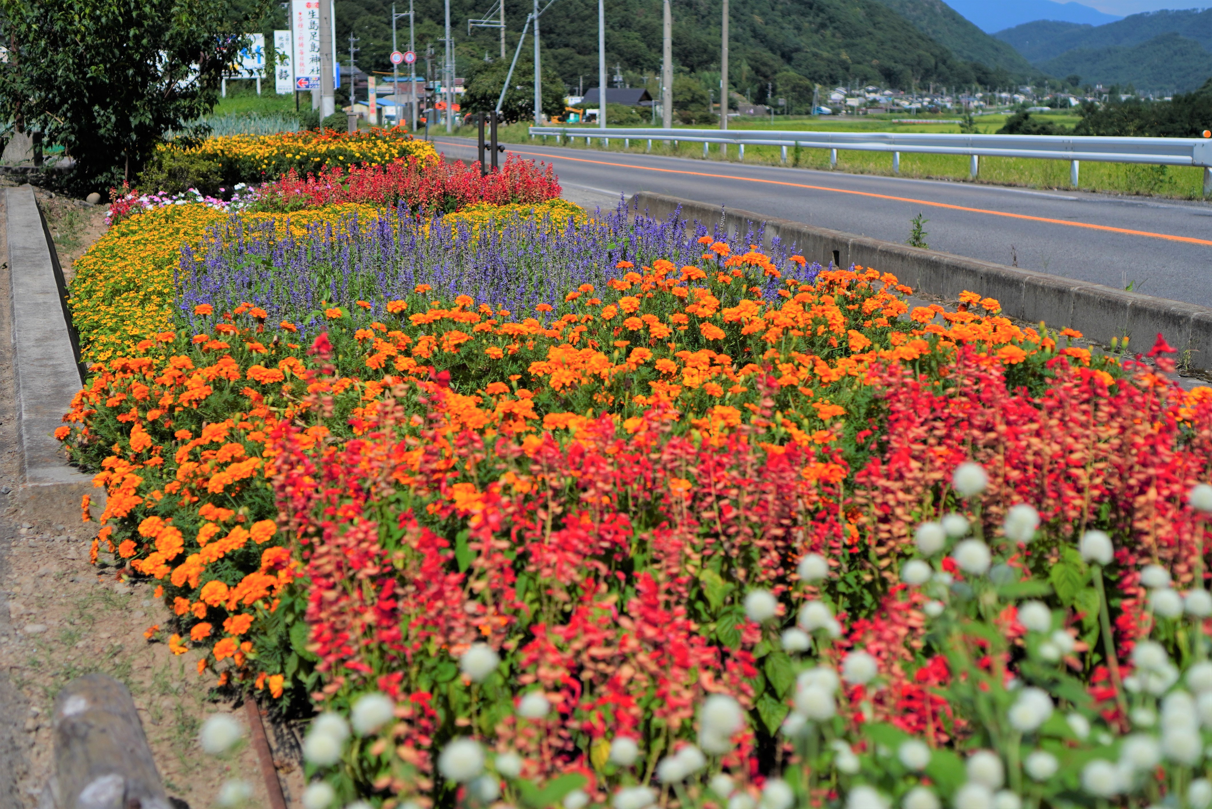 21_(最優秀)荻窪花の会