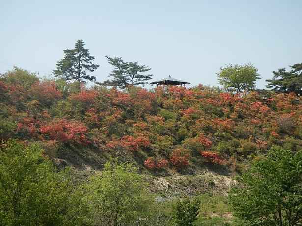 写真：武石公園ツツジ満開の頃その1