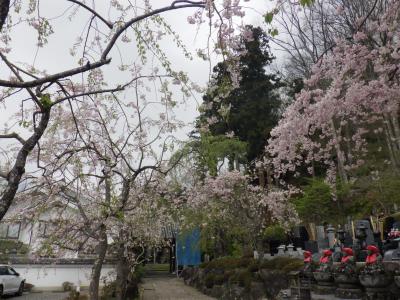 瀧水寺の桜