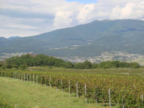 写真：ぶどう畑から見る烏帽子岳と湯の丸高原