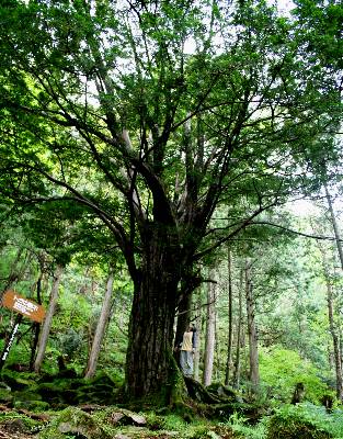 樹齢400年以上のトガの親木