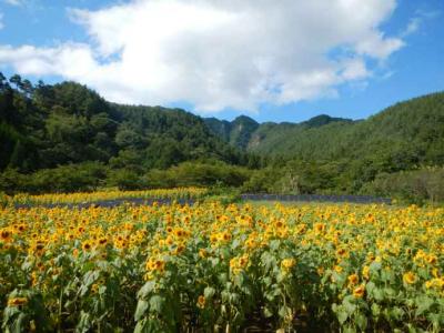 独鈷山麓ひまわり畑 上田市ホームページ