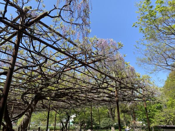 カバンの藤の状況5月1日　1