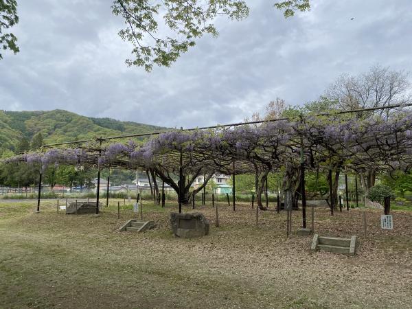 カバンの藤の状況5月2日　１