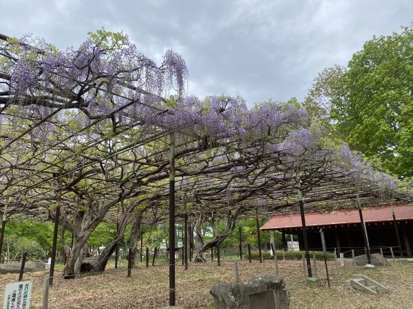 カバンの藤の状況5月2日　３