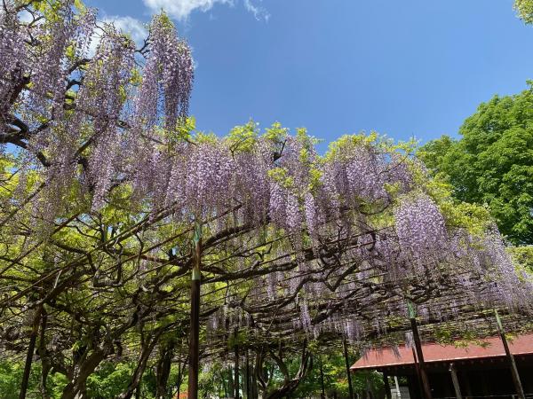 カバンの藤の状況5月7日　1