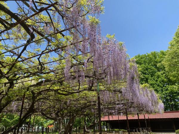 カバンの藤の状況5月7日　2