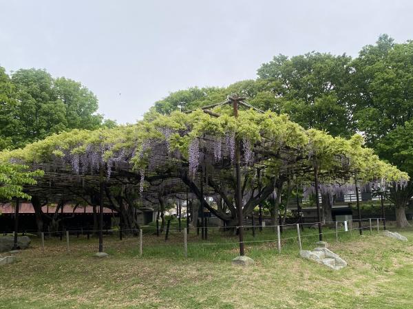 カバンの藤の状況5月9日　１
