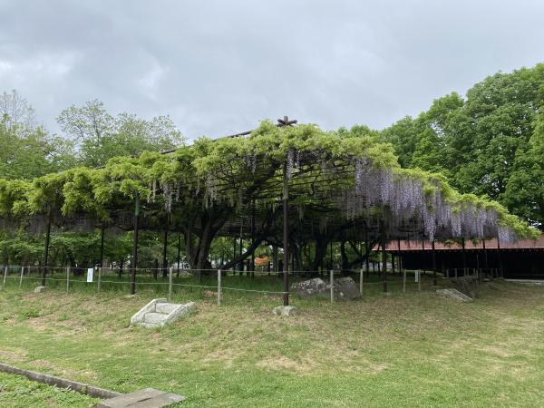 カバンの藤の状況5月12日　1