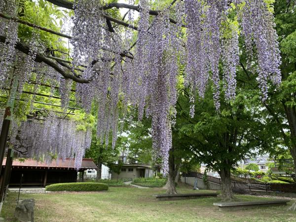 カバンの藤の状況5月12日　2