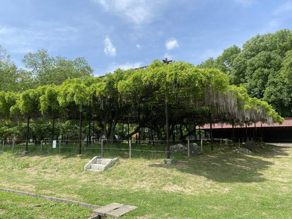 カバンの藤の状況5月16日　1