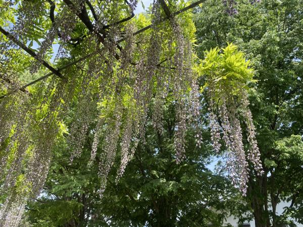 カバンの藤の状況5月16日　2