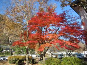 紅葉1