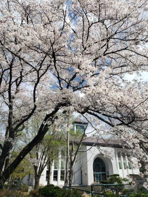 桜2