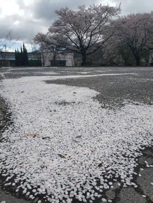 桜3