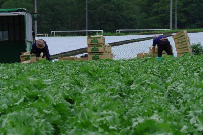 レタス収穫