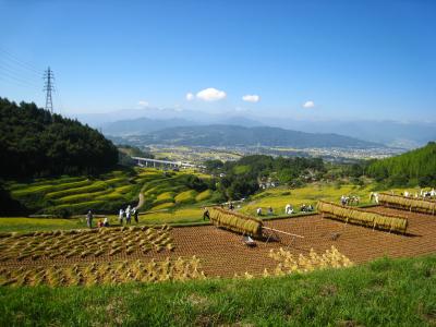 稲倉の棚田_はぜかけ