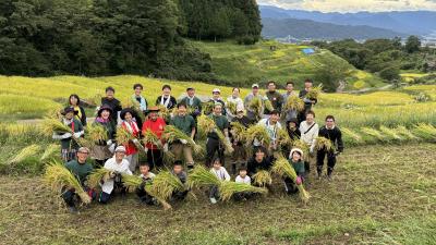 稲倉の棚田_稲刈り