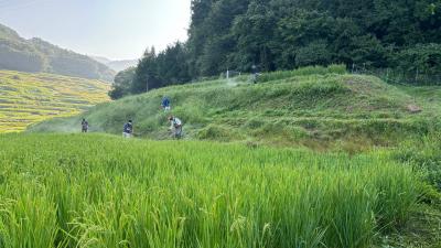 稲倉の棚田_草刈り