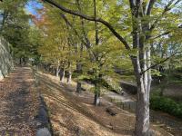 けやき並木の様子