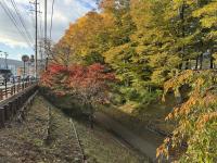 けやき並木の様子