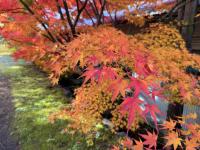 博物館裏のモミジの様子