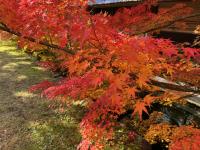 博物館裏モミジ(2)