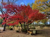 憩いの広場付近の様子