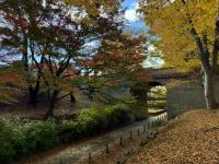 けやき並木の様子