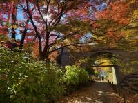 けやき並木の様子