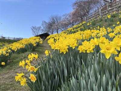 信州国際音楽村すいせん