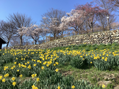 信州国際音楽村すいせんと桜