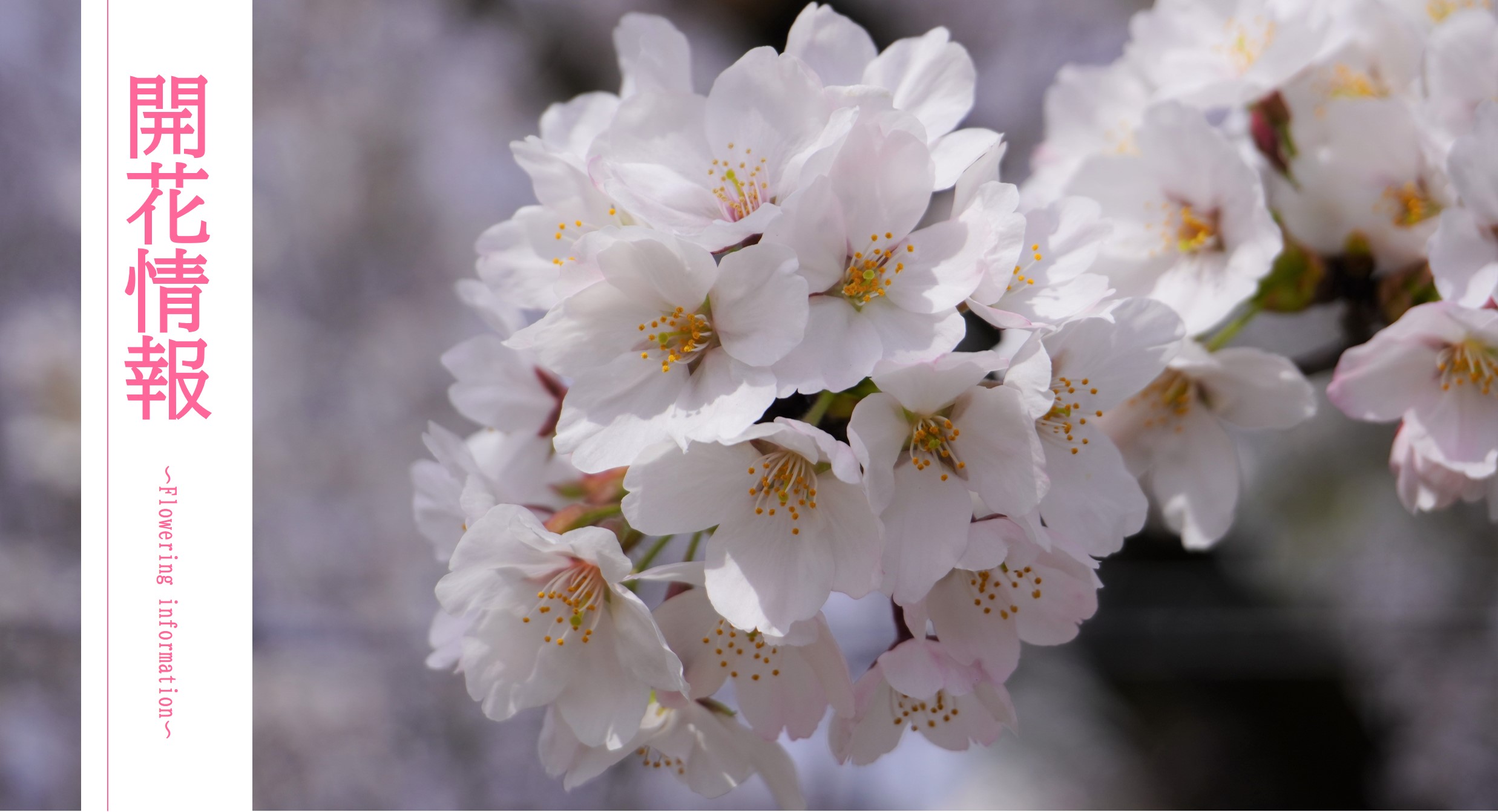 桜の開花情報　表題