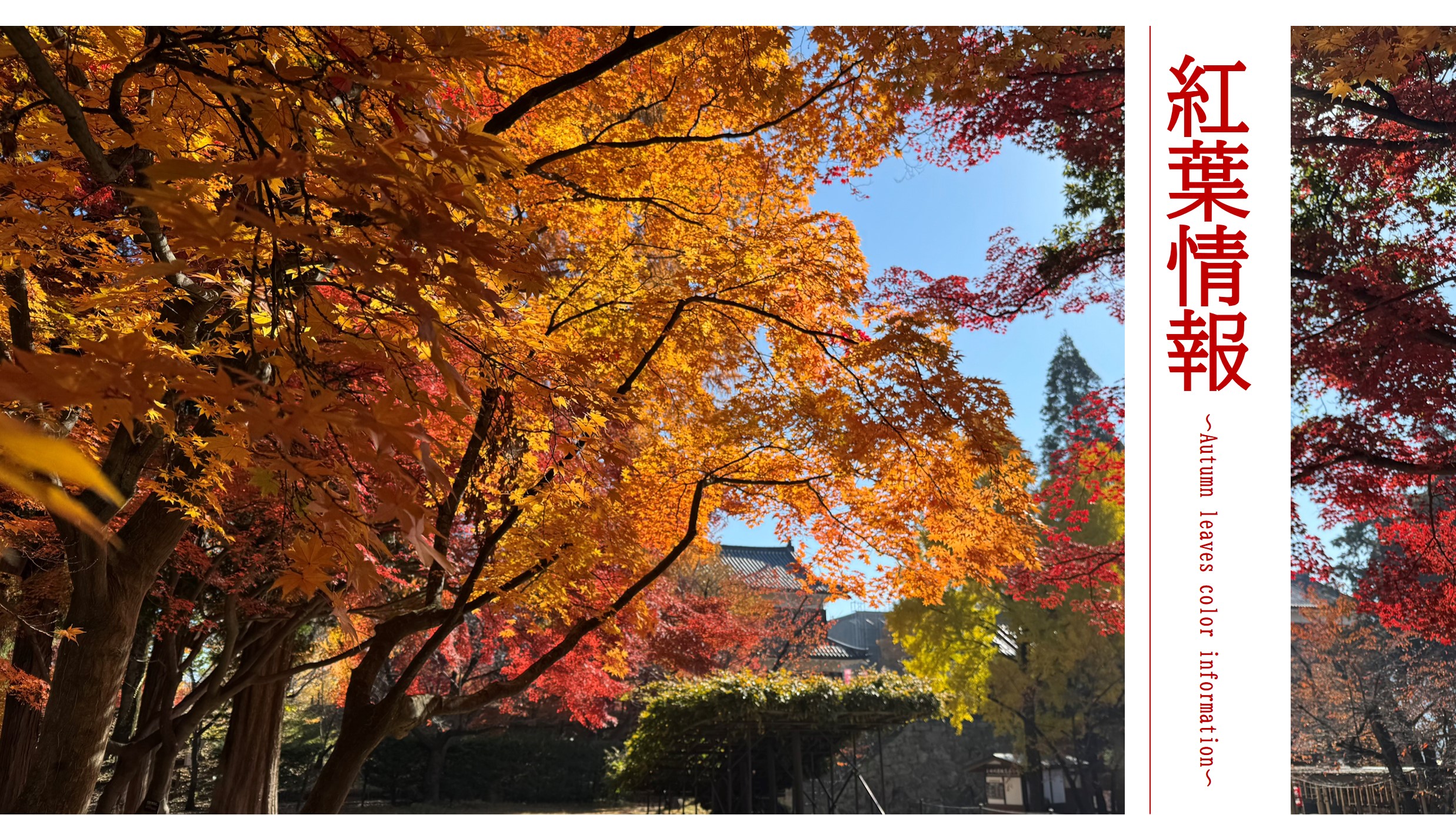 紅葉情報 表題