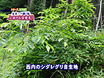 上田のお宝発見 西内のシダレグリ自生地