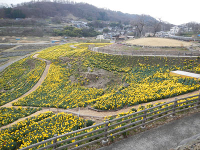 信州国際音楽村すいせんの画像４