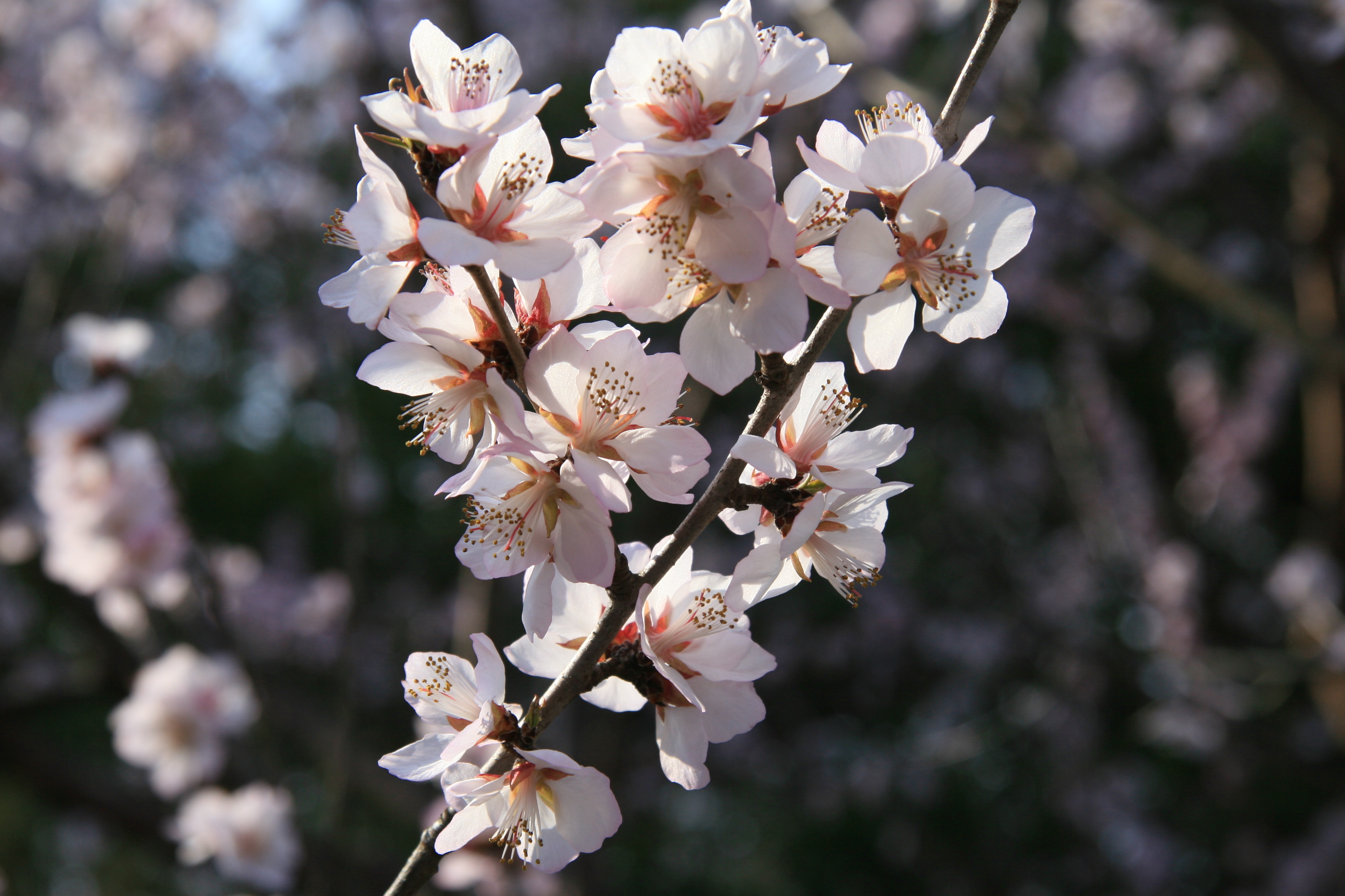 ロトウザクラの花が咲き見ごろを迎えています