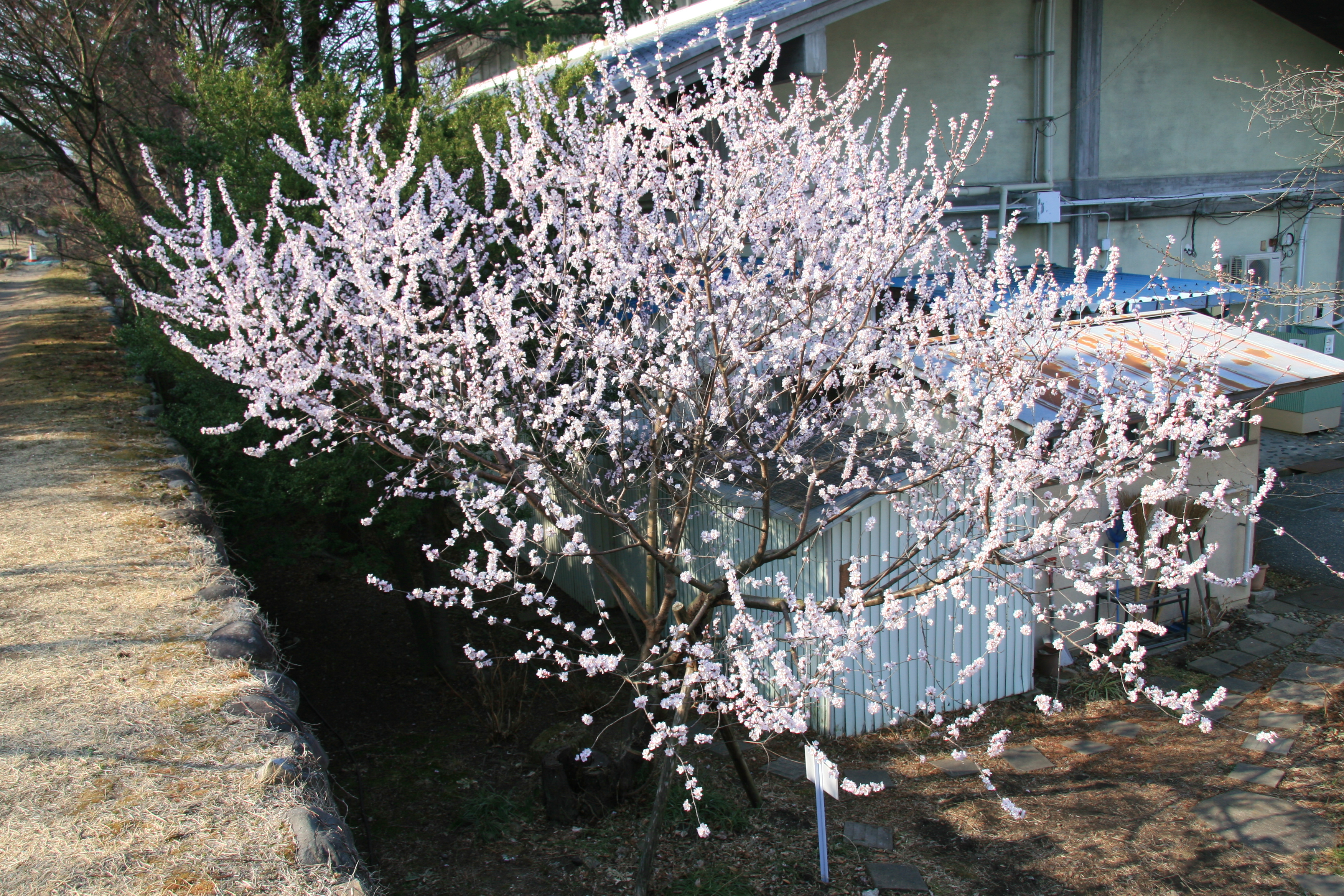 ロトウザクラがたくさんの花を咲かせています