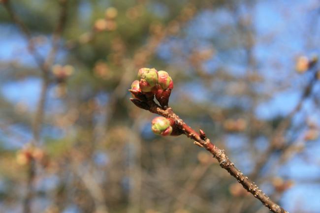 ヨウコウザクラのつぼみが黄緑色になり膨らんでいます