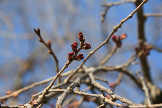 シダレザクラのつぼみが膨らみ始めました