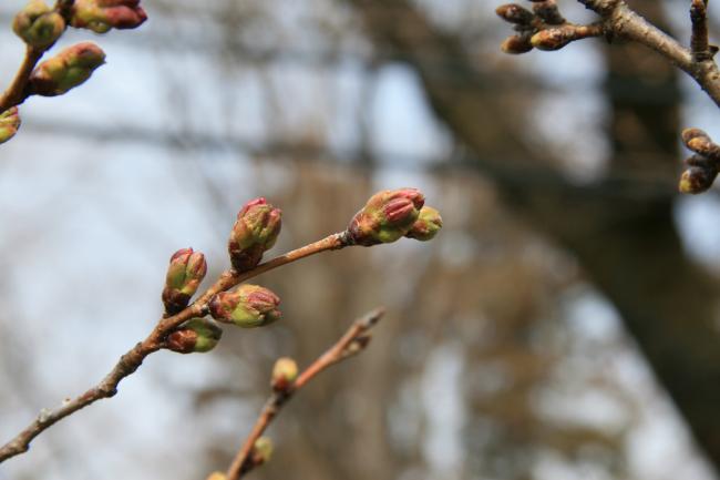 ソメイヨシノのつぼみがピンク色になり始めました
