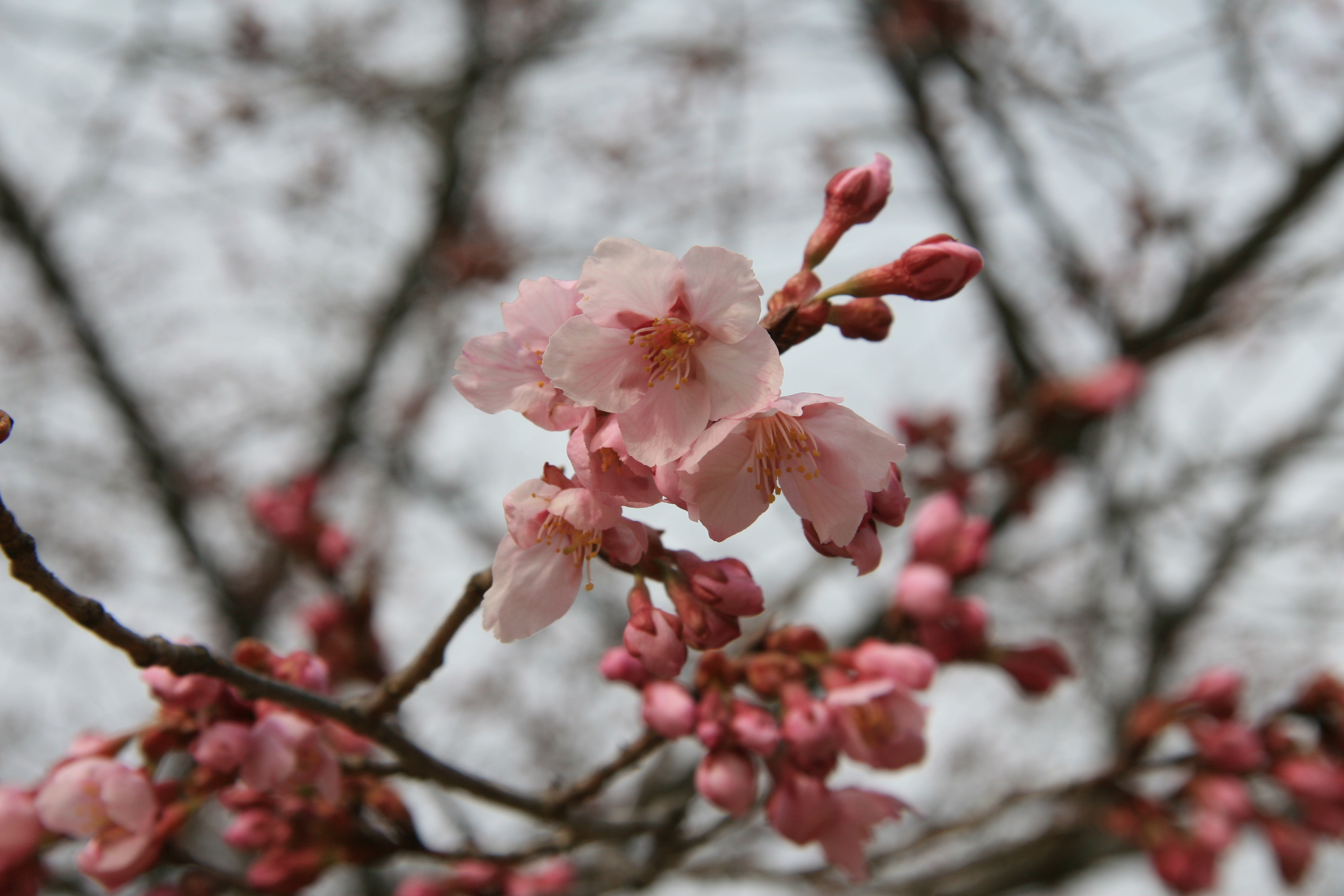 ヤマザクラがだんだんと咲き始めてきました