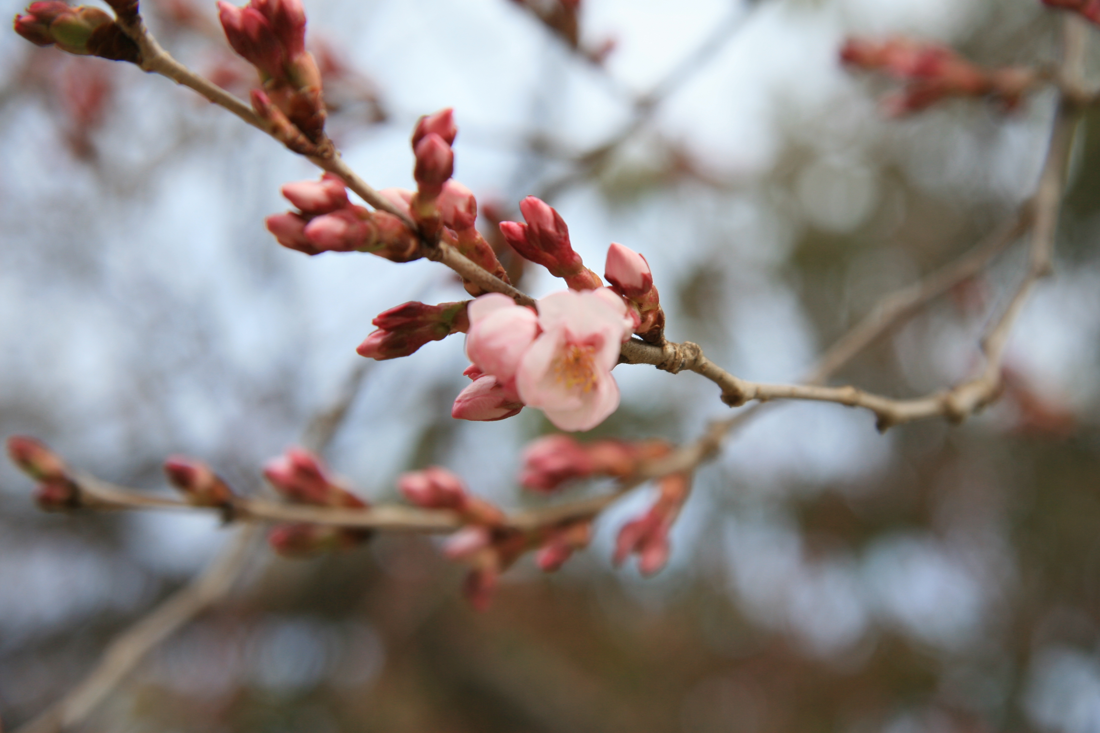 コヒガンザクラがピンク色の花を咲かせました