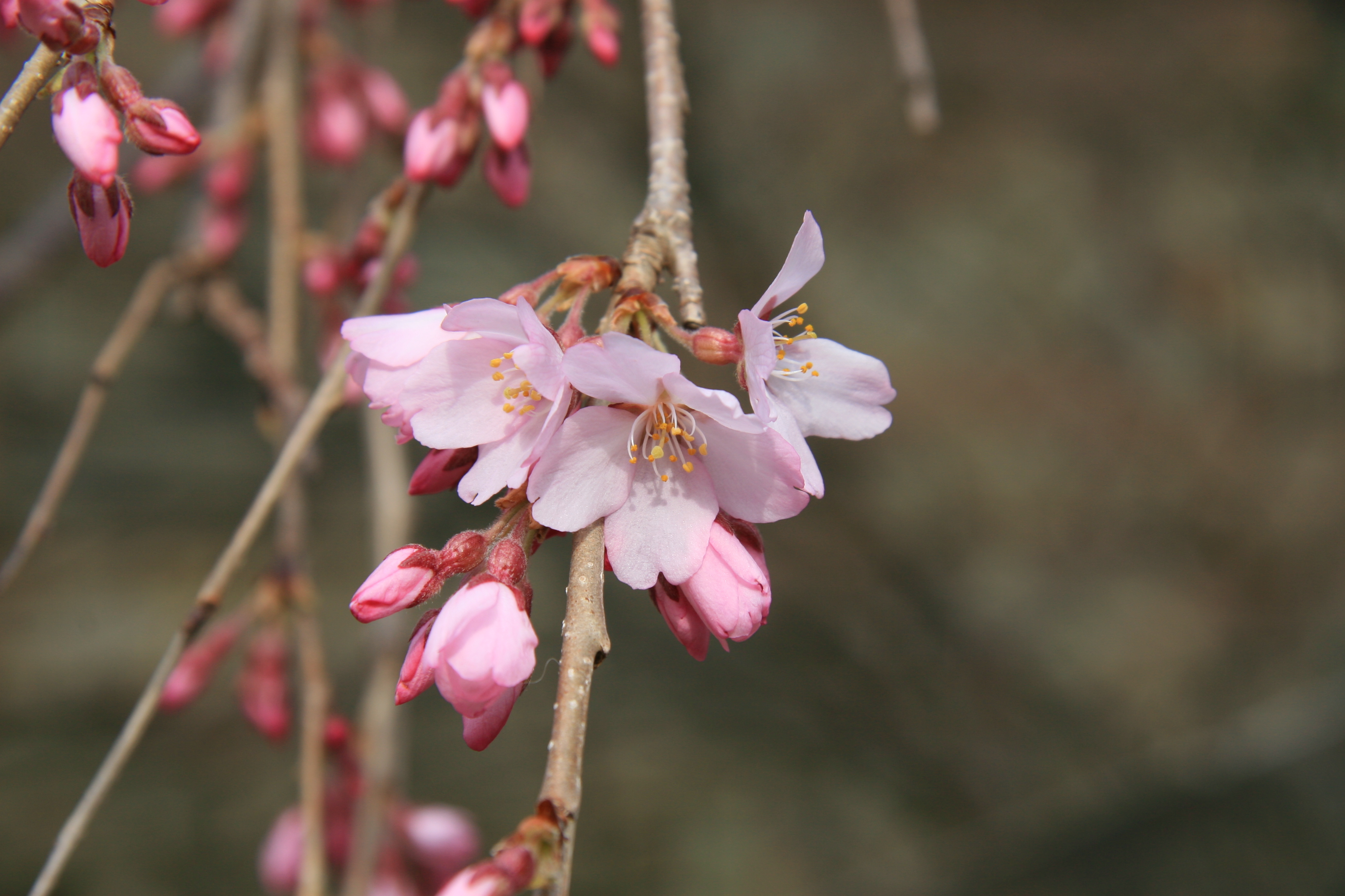 シダレザクラがだんだんと花を咲かせています