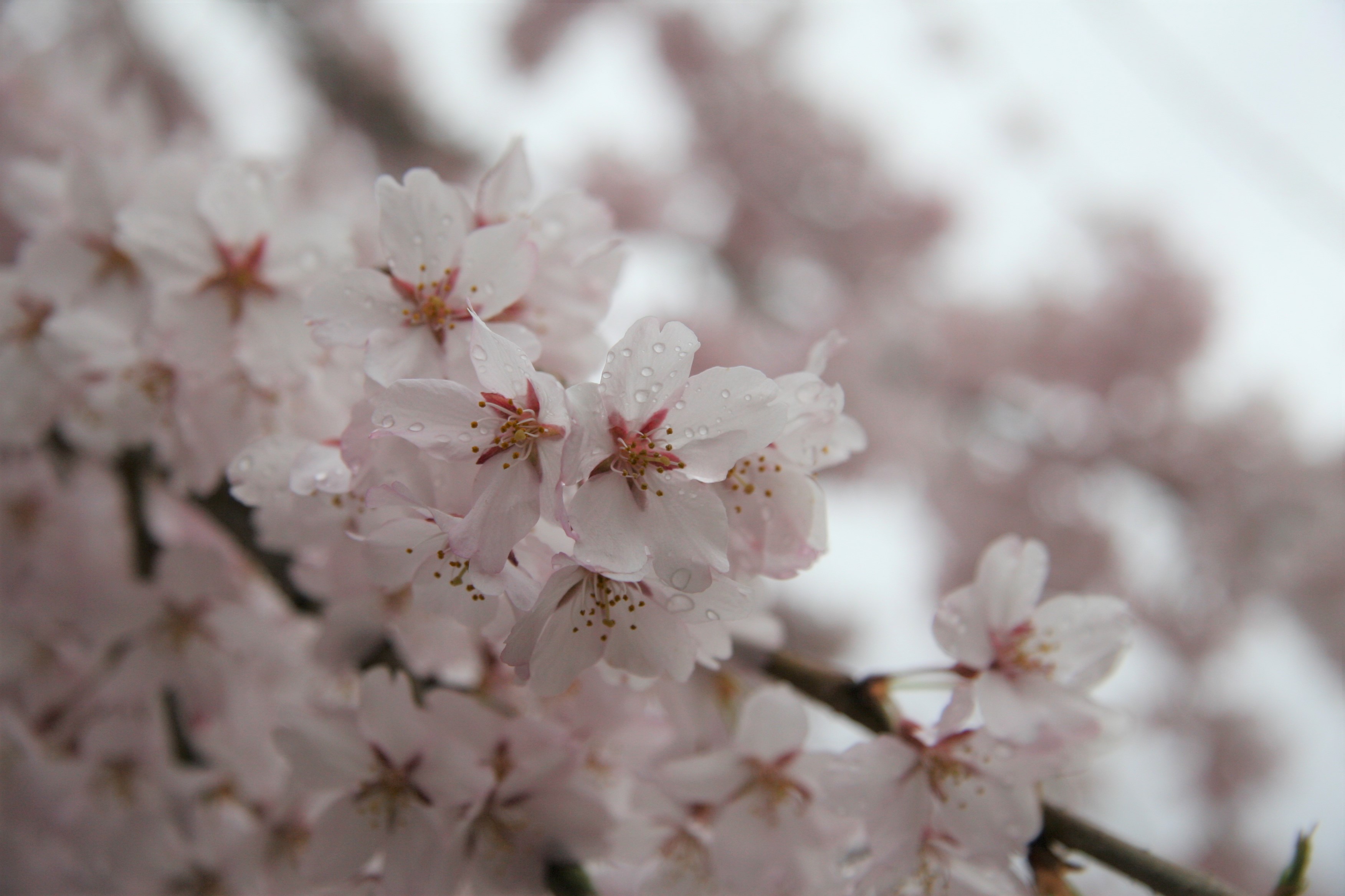 コヒガンザクラがたくさんの薄ピンク色の花を咲かせています