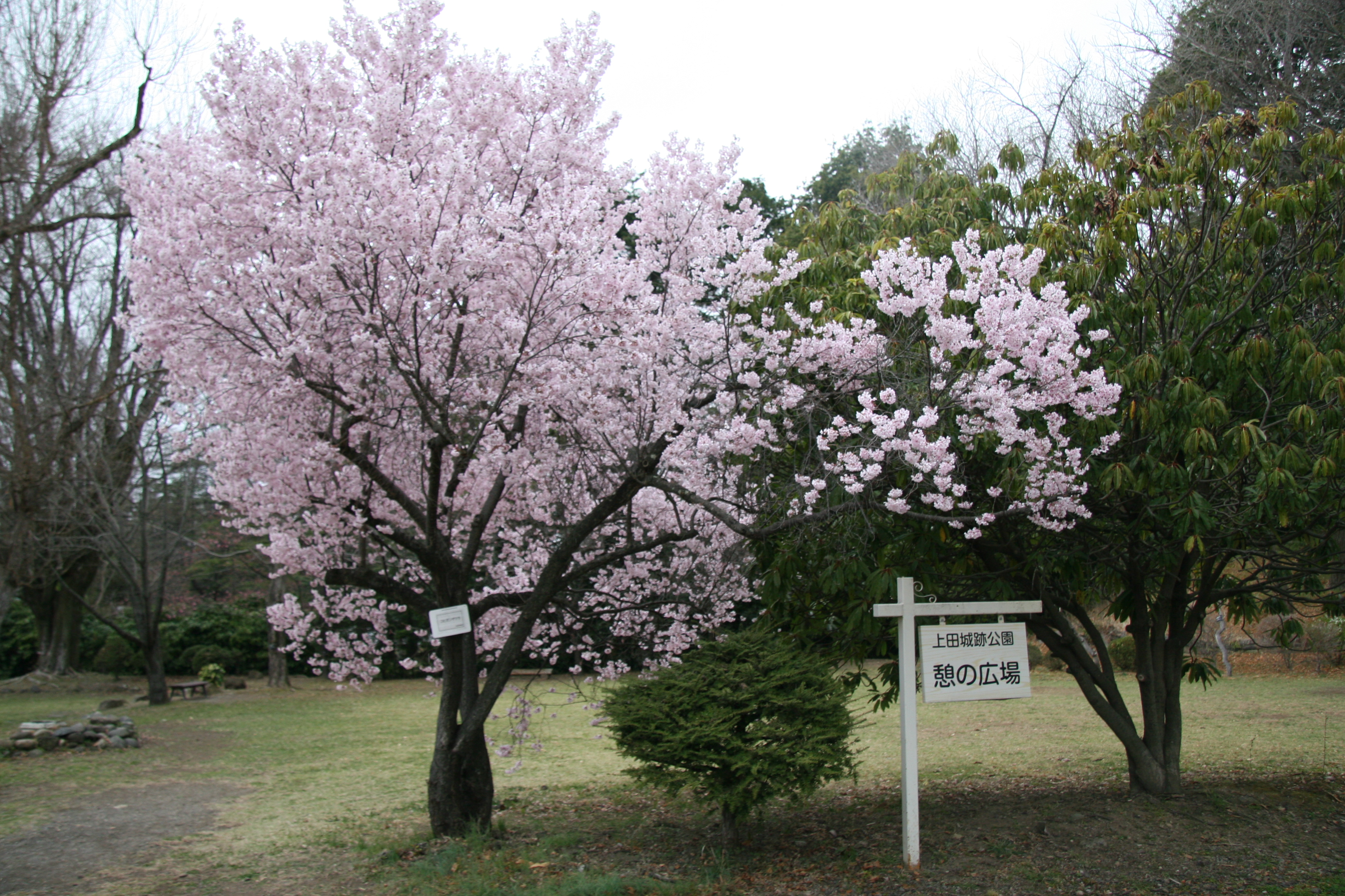 コヒガンザクラが満開となりました