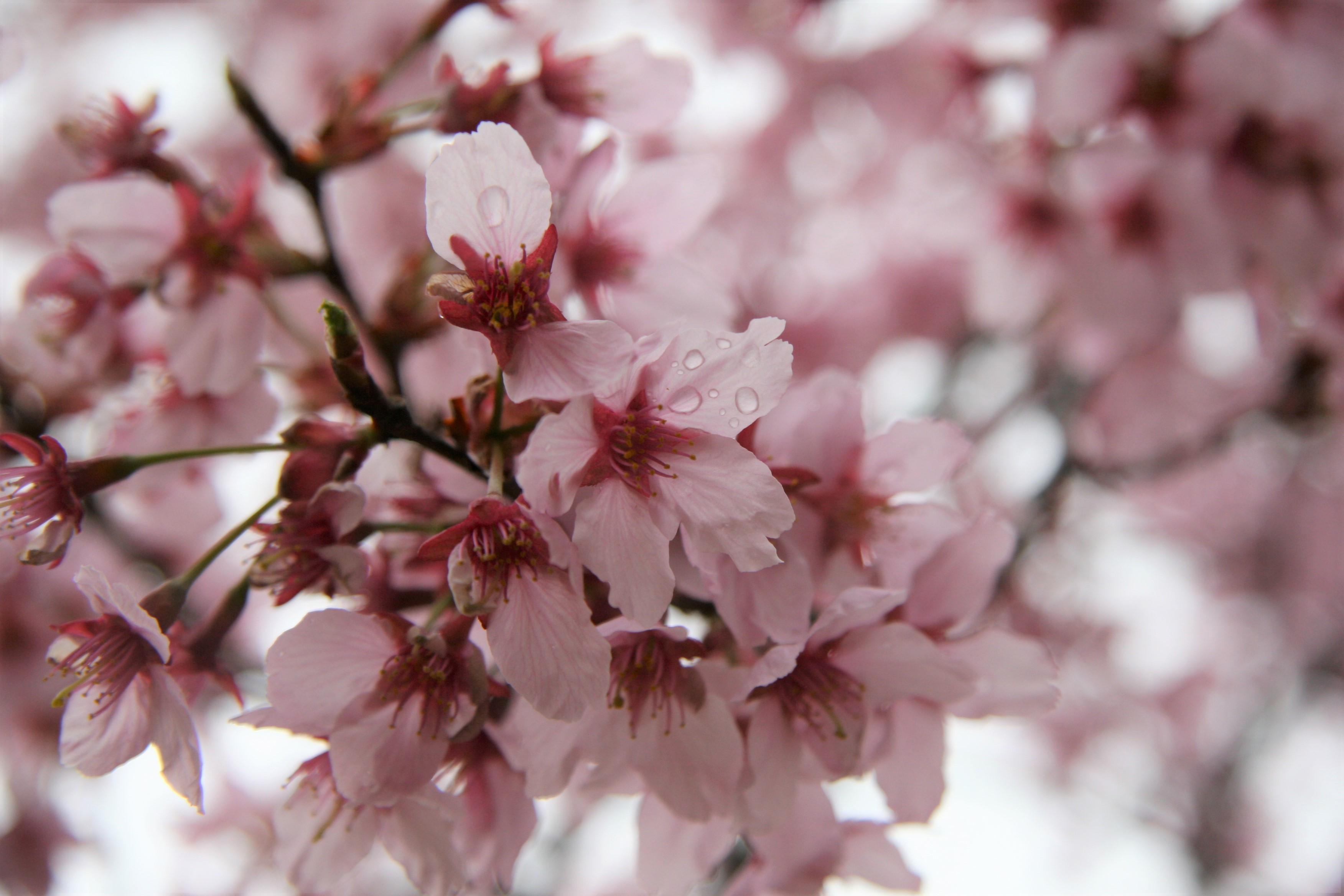 ヤマザクラがたくさんのピンク色の花を咲かせています